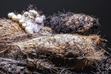 Douglas-fir Female Tussock Moth - egg mass - cacoon